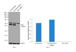 IRF2 Antibody in Western Blot (WB)