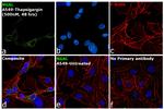 NGAL Antibody in Immunocytochemistry (ICC/IF)