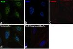MAX Antibody in Immunocytochemistry (ICC/IF)