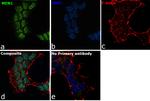 Menin Antibody in Immunocytochemistry (ICC/IF)