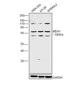 Menin Antibody in Western Blot (WB)