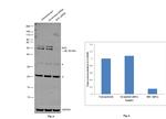 SHC Antibody in Western Blot (WB)