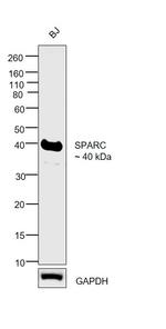 SPARC Antibody in Western Blot (WB)