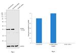 SPARC Antibody in Western Blot (WB)