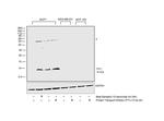 TFF1 Antibody in Western Blot (WB)