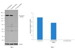 TIF1 gamma Antibody in Western Blot (WB)