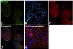 14-3-3 zeta Antibody in Immunocytochemistry (ICC/IF)