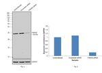 14-3-3 zeta Antibody