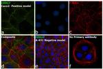 CDH17 Antibody