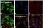 PYCARD Antibody