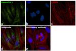 Presenilin 1 Antibody in Immunocytochemistry (ICC/IF)