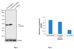 Lyn Antibody in Western Blot (WB)