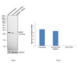 MGMT Antibody