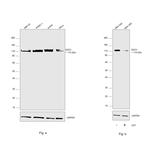 EXO1 Antibody in Western Blot (WB)