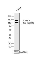 IL-17Ra Antibody in Western Blot (WB)