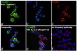 TRIF Antibody in Immunocytochemistry (ICC/IF)