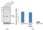 PPM1A Antibody