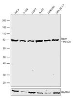 RSK1 Antibody in Western Blot (WB)