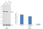 RSK1 Antibody