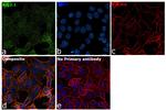 Arg3.1 Antibody in Immunocytochemistry (ICC/IF)