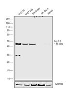 Arg3.1 Antibody in Western Blot (WB)