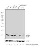 S100A10 Antibody in Western Blot (WB)