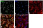 NLRX1 Antibody in Immunocytochemistry (ICC/IF)