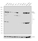 NLRX1 Antibody in Western Blot (WB)