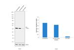 KHK Antibody in Western Blot (WB)