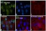 FLI1 Antibody in Immunocytochemistry (ICC/IF)