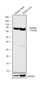 ADAM9 Antibody in Western Blot (WB)