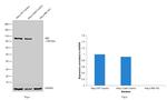 RB1 Antibody