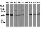 PACSIN3 Antibody in Western Blot (WB)