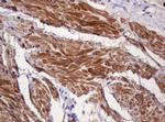 PADI4 Antibody in Immunohistochemistry (Paraffin) (IHC (P))