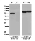 PAPSS2 Antibody