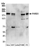 PARD3 Antibody in Western Blot (WB)