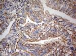 PARN Antibody in Immunohistochemistry (Paraffin) (IHC (P))