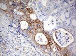 PARN Antibody in Immunohistochemistry (Paraffin) (IHC (P))