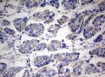 PARN Antibody in Immunohistochemistry (Paraffin) (IHC (P))