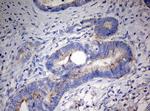 PARN Antibody in Immunohistochemistry (Paraffin) (IHC (P))