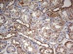 PARN Antibody in Immunohistochemistry (Paraffin) (IHC (P))