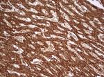 PARN Antibody in Immunohistochemistry (Paraffin) (IHC (P))