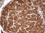 PARN Antibody in Immunohistochemistry (Paraffin) (IHC (P))