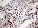 PARN Antibody in Immunohistochemistry (Paraffin) (IHC (P))