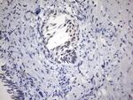 PARN Antibody in Immunohistochemistry (Paraffin) (IHC (P))