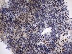 PARN Antibody in Immunohistochemistry (Paraffin) (IHC (P))