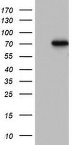 PARN Antibody in Western Blot (WB)