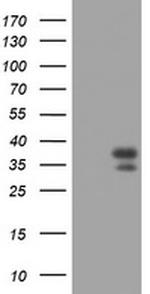 PAX4 Antibody in Western Blot (WB)