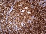 PAX5 Antibody in Immunohistochemistry (Paraffin) (IHC (P))