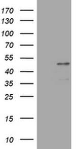 PAX5 Antibody in Western Blot (WB)